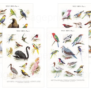 Ilustraciones de aves vintage, arte mural imprimible, descarga digital para enmarcar, para diarios basura, para hacer álbumes de recortes y para crear tarjetas.
