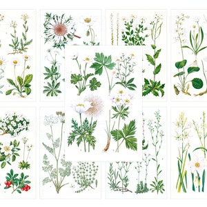 Illustrations de fleurs blanches, pages botaniques imprimables, téléchargement numérique avec perce-neige, chardon argenté, edelweiss, marguerites, etc.