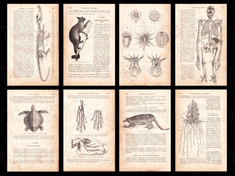 Biology Book Pages, Vintage Anatomy, Digital Jpgs, Antique French Zoology Ephemera From 1800s ...