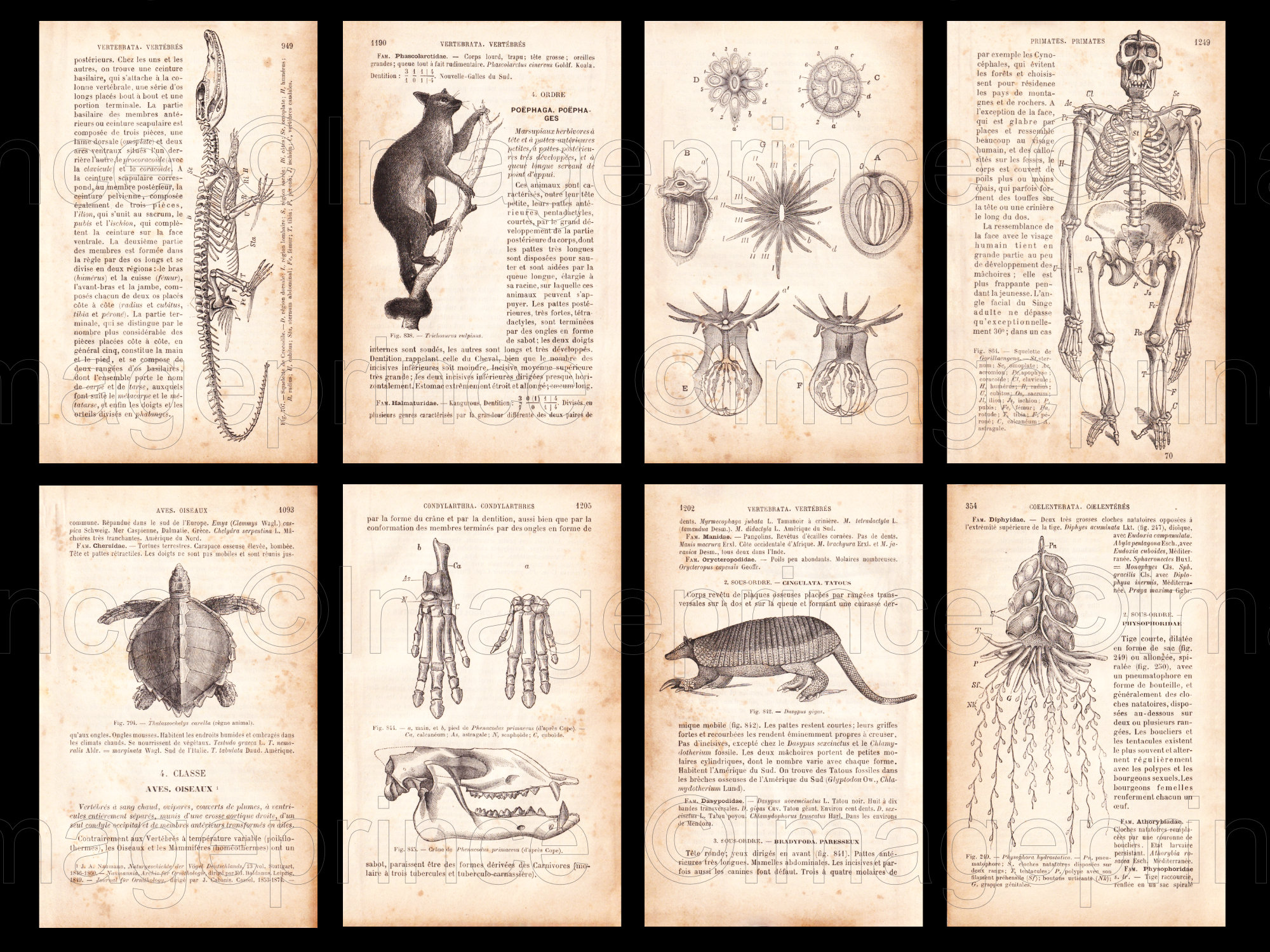 Biology Book Pages, Vintage Anatomy, Digital Jpgs, Antique French Zoology Ephemera From 1800s ...