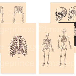 Antique biology posters, human skeleton and skull printables, set of 4 anatomical charts digital download, A3, A4 sizes