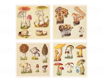 Vintage Mushroom Print Set, Cottagecore Botanical Wall Art (Digital Download)