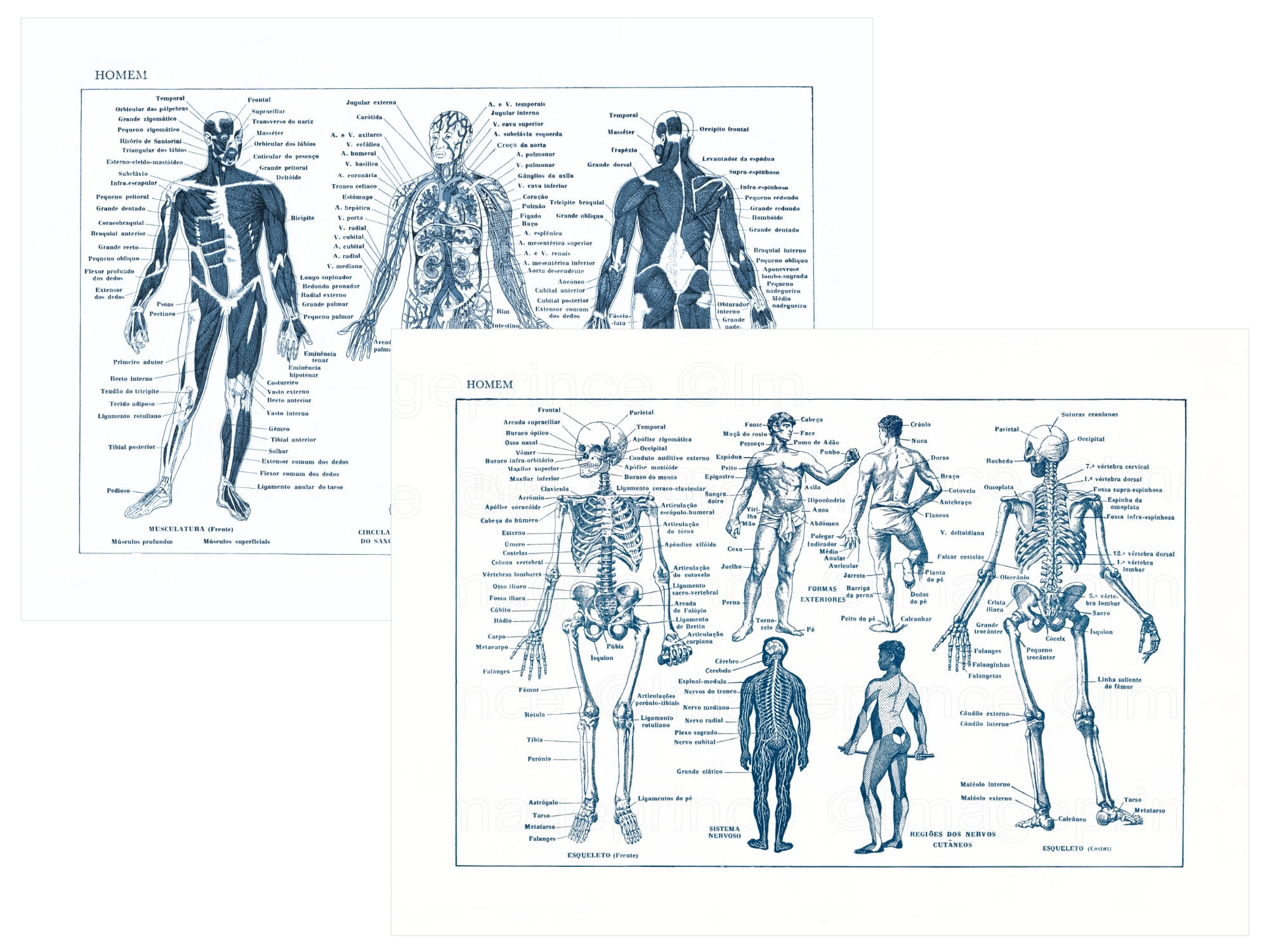 Download Antique anatomy poster human skeleton printable set of 2 ...