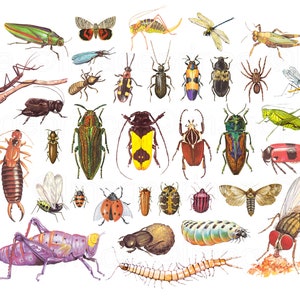 Vintage Insect clipart, 42 individual files plus collage sheet, Instant Download for Digital Scrapbooking, Collage, Junk Journal