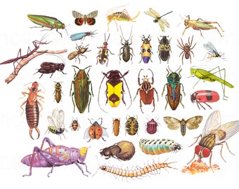 Vintage Insect clipart, 42 individual files plus collage sheet, Instant Download for Digital Scrapbooking, Collage, Junk Journal
