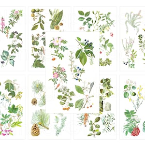 Baies d’automne, pommes de pin, pages botaniques de châtaignes, illustrations vintage, téléchargement numérique pour Junk Journal, Scrapbooking, Paper Crafts