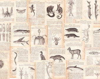 May include: A vintage collage of black and white illustrations of various animals, including a platypus, a flying fish, a deer, a seahorse, a butterfly, a lizard, a snake, a spider, a crab, a fish, and a bird. The illustrations are surrounded by text in French.