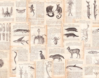 Pages de livre de biologie, anatomie vintage, fichiers JPG numériques, anciens documents éphémères de zoologie française des années 1800, téléchargement immédiat, ensemble de 23 impressions.