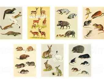 May include: A collection of vintage illustrated cards featuring various animals, including a weasel, deer, badger, wild boar, a squirrel, a mouse, a rabbit, a hedgehog, and a shrew. The cards are printed on a light beige background with a white border.
