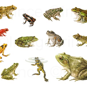 clipart grenouille vintage, téléchargement immédiat pour scrapbooking numérique, collage, journal indésirable et plus encore