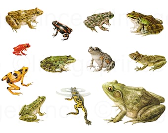 May include: A collection of ten different frogs in various poses. The frogs are green, brown, yellow, red, and black with spots and stripes.