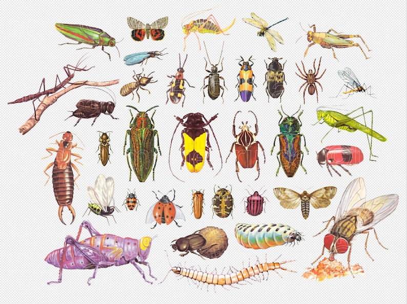 Junk Journal Collage Instant Download for Digital Scrapbooking Vintage Insect clipart