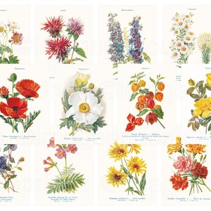 Antike Blumenillustrationen, Druckbare botanische Seiten, Digitaler Download mit Mohnblumen, Physalis, Anemonen, Daisies, etc
