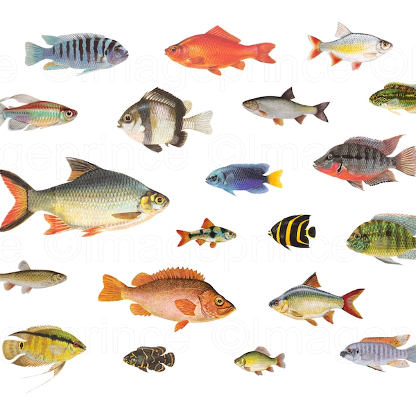 Vintage fish clipart, 20 individual PNG files, Instant Download for Digital Scrapbooking, Collage, Junk Journal