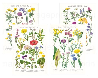 british wild flowers in relation to ‥ il_340x270.3348071318_6oss.jpg