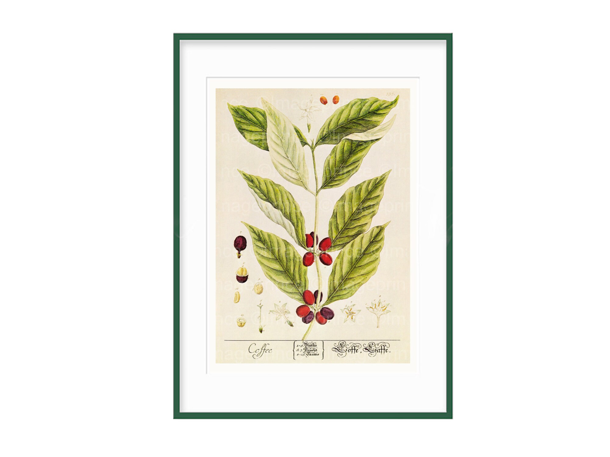 Kaffee Pflanze und Bohnen druckbare Vintage botanische Kunst | Etsy