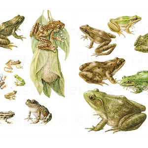 illustrations de grenouilles vintage, art mural imprimable, téléchargement numérique pour l'encadrement, journal indésirable, scrapbooking, fabrication de cartes
