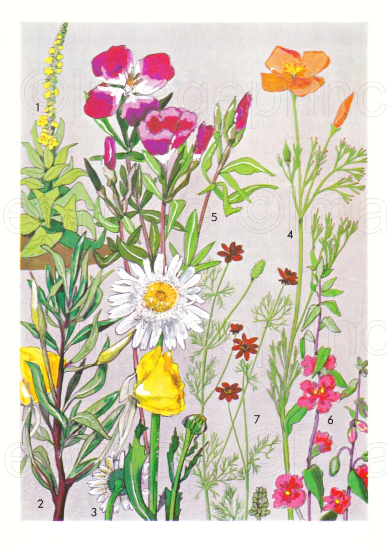 Vintage Botanical Prints, Spring Flower Illustrations (digital Download ...