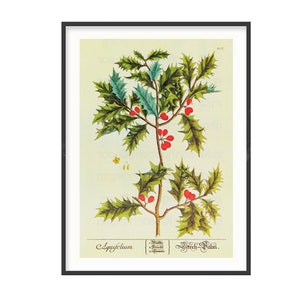 Art botanique imprimable et vintage de houx, téléchargement numérique pour la décoration murale de Noël, cadeau de pendaison de crémaillère