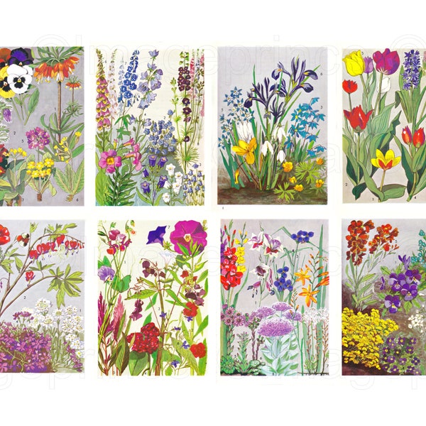 Garden flower illustrations, Spring Decor, Printable vintage botanical pages for Framing, Junk Journal, Scrapbooking, Card making