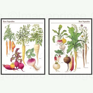 Wurzelgemüse druckbare, Vintage botanische Karte, digitaler Download Satz von 2, Küchenwanddekor, Restaurantwandkunst