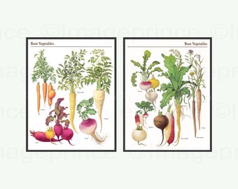 Könnte beinhalten: Zwei Vintage-botanische Illustrationen von Wurzelgemüse. Das linke Bild zeigt Karotten, Pastinaken, Rüben und Radieschen. Das rechte Bild zeigt Rüben, Radieschen, Steckrüben und Pastinaken. Beide Bilder tragen den Titel "Wurzelgemüse".