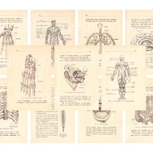 Old anatomy diagrams, human biology illustrations, Digital Paper, Antique neutral tones for Mixed media, Collage, Scrapbooking