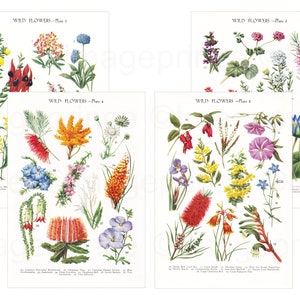 Australia flower illustrations, Printable botanical pages, Digital download for Framing, Junk Journal, Scrapbooking