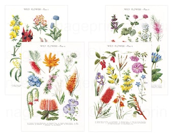 Australia flower illustrations, Printable botanical pages, Digital download for Framing, Junk Journal, Scrapbooking