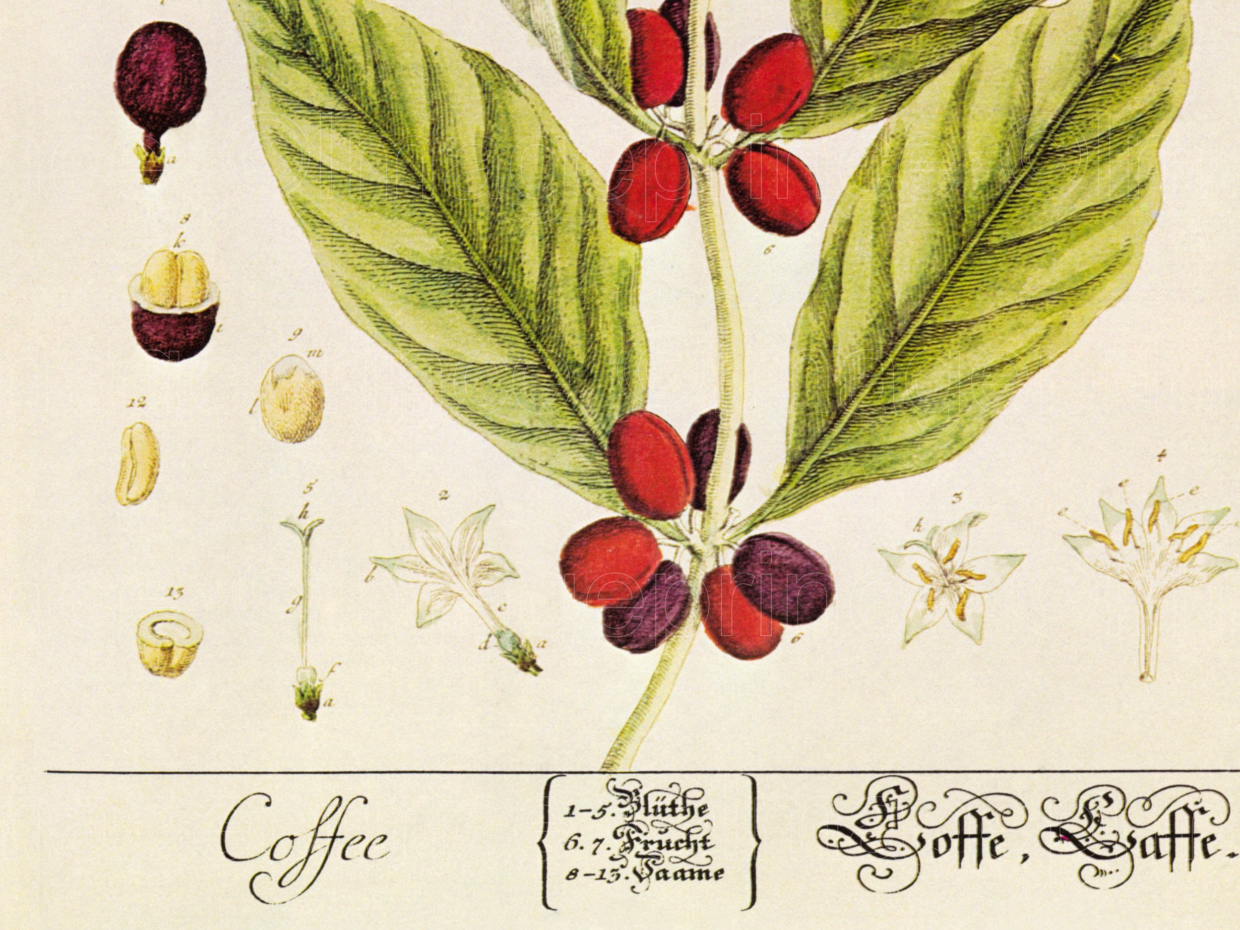Kaffee Pflanze und Bohnen druckbare Vintage botanische Kunst | Etsy