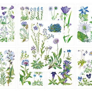 Illustrations de fleurs bleues, pages botaniques imprimables, téléchargement numérique avec jacinthes des bois, myosotis, pensées, gros chardon bleu, etc.