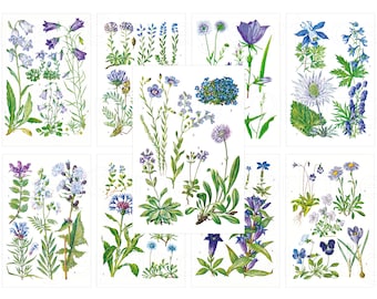 Blue flower illustrations, Printable botanical pages, Digital download with bluebells, forget me nots, pansies, big blue thistle, etc