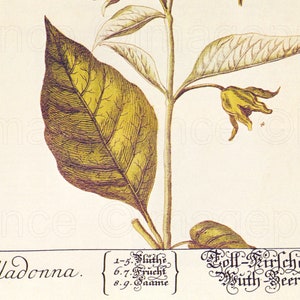 Deadly Nightshade Botanical Print, Vintage Belladonna Art (Digital Download) image 3
