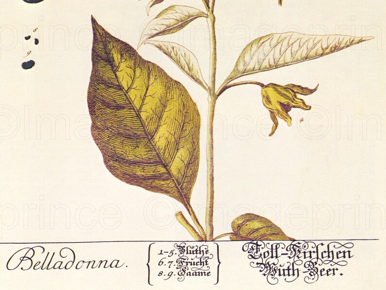 Deadly Nightshade Botanical Print, Vintage Belladonna Art (Digital Download) image 3