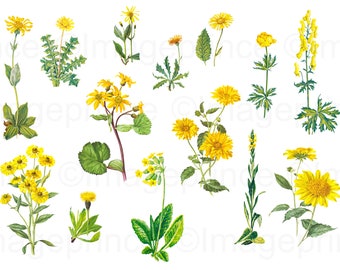 Yellow flower clipart, set of 14 vintage illustrations, Instant Download for Digital Scrapbooking, Collage, Junk Journal