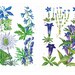 Blue Flower Illustrations, Printable Botanical Pages, Digital Download ...