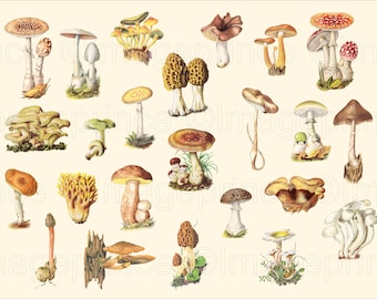 Grafika wektorowa z grzybami w stylu vintage, muchomor czerwony, borowiki (pobranie cyfrowe)