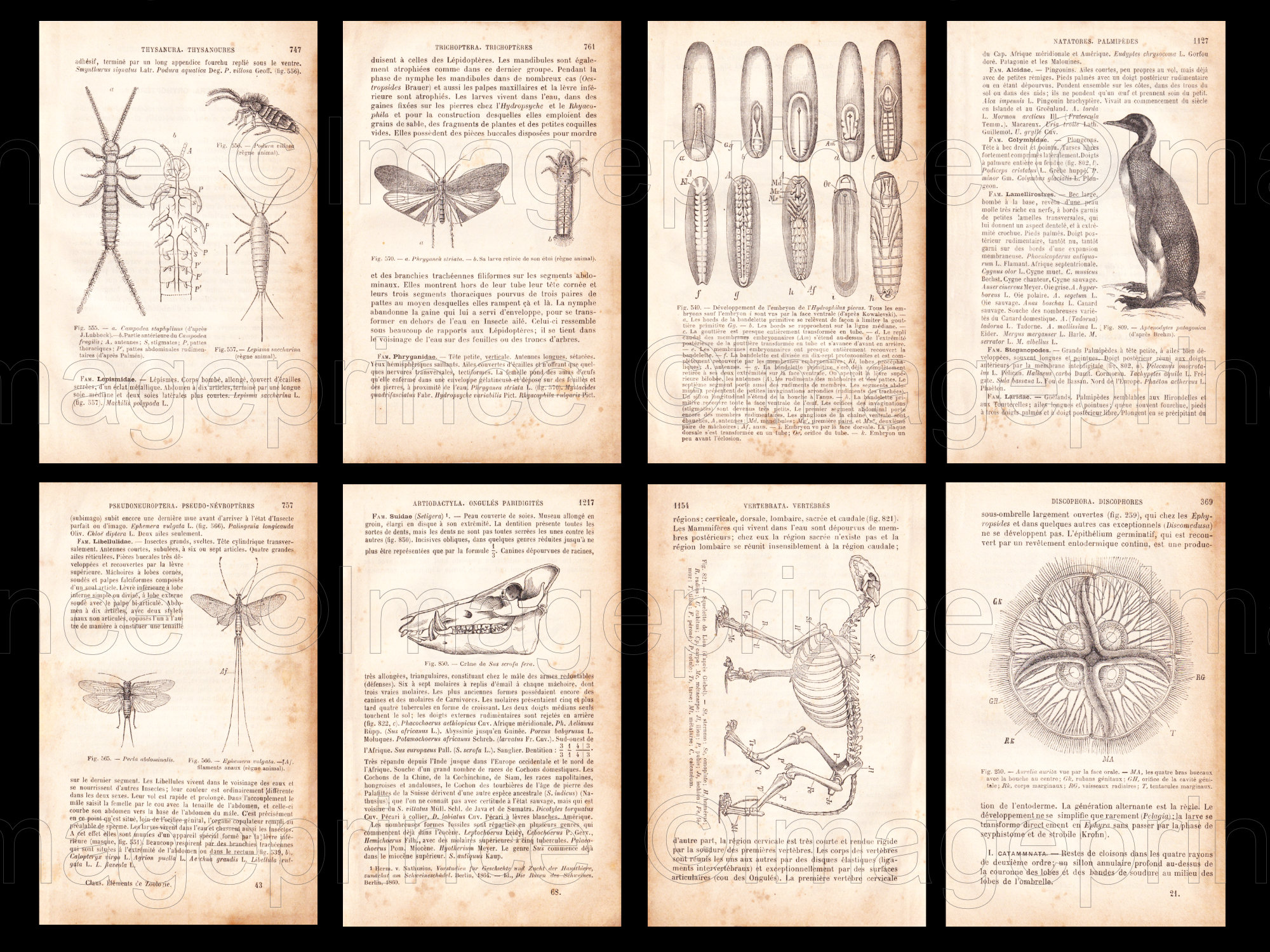 Biology Book Pages, Vintage Anatomy, Digital Jpgs, Antique French Zoology Ephemera From 1800s ...
