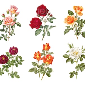 Rosen Clipart, 6er Set, Vintage Illustrationen, orange, weiß, rosa und rote Rosen, Instant Download