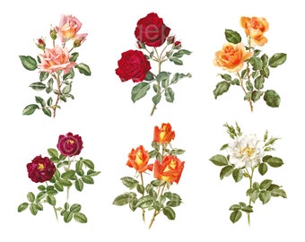 Vintage Rose Clipart: Botanical Illustrations (Instant Download)