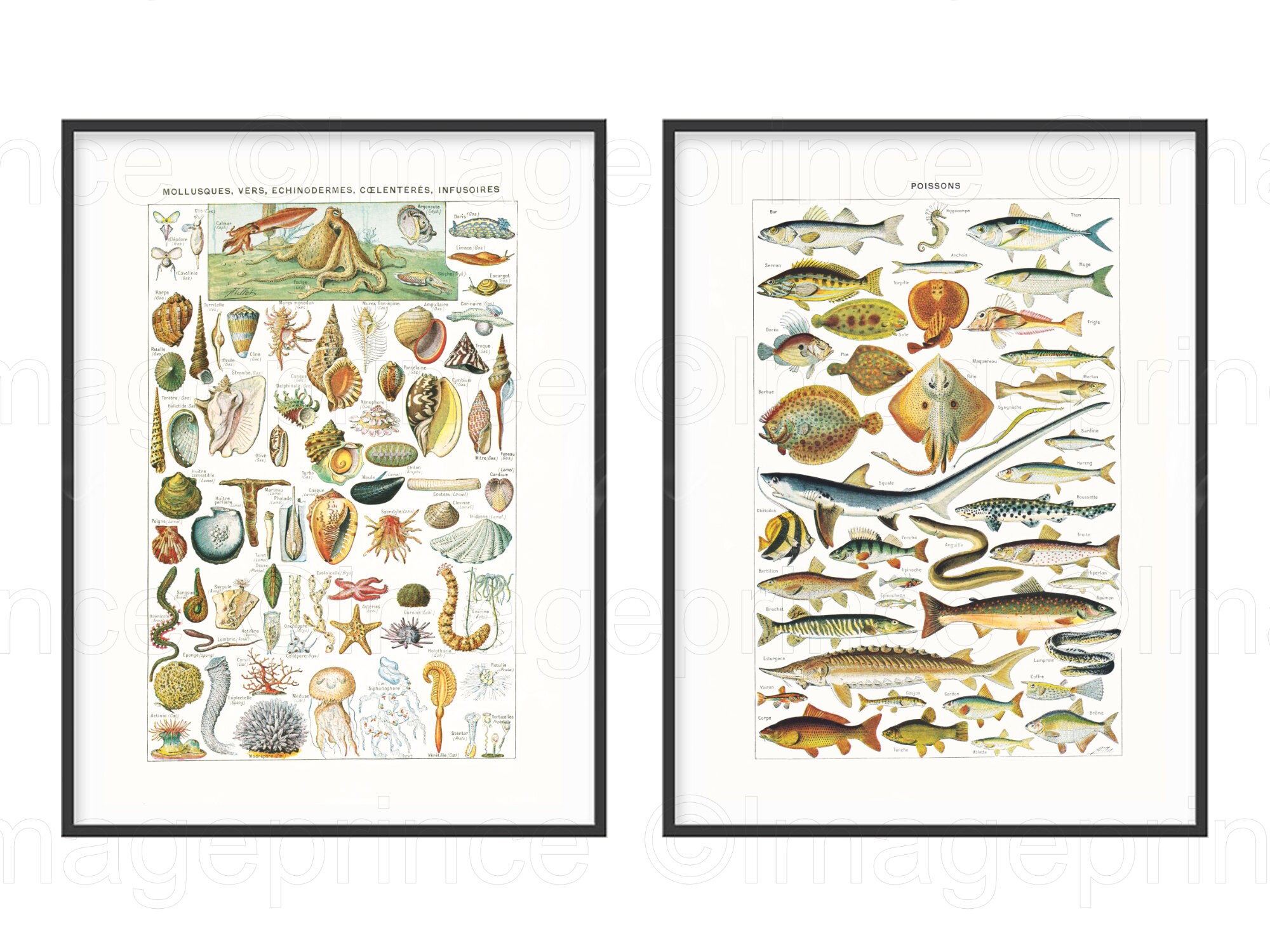 アンティークフランスの魚と貝殻の版画、アドルフ・ミヨ作、2枚セット