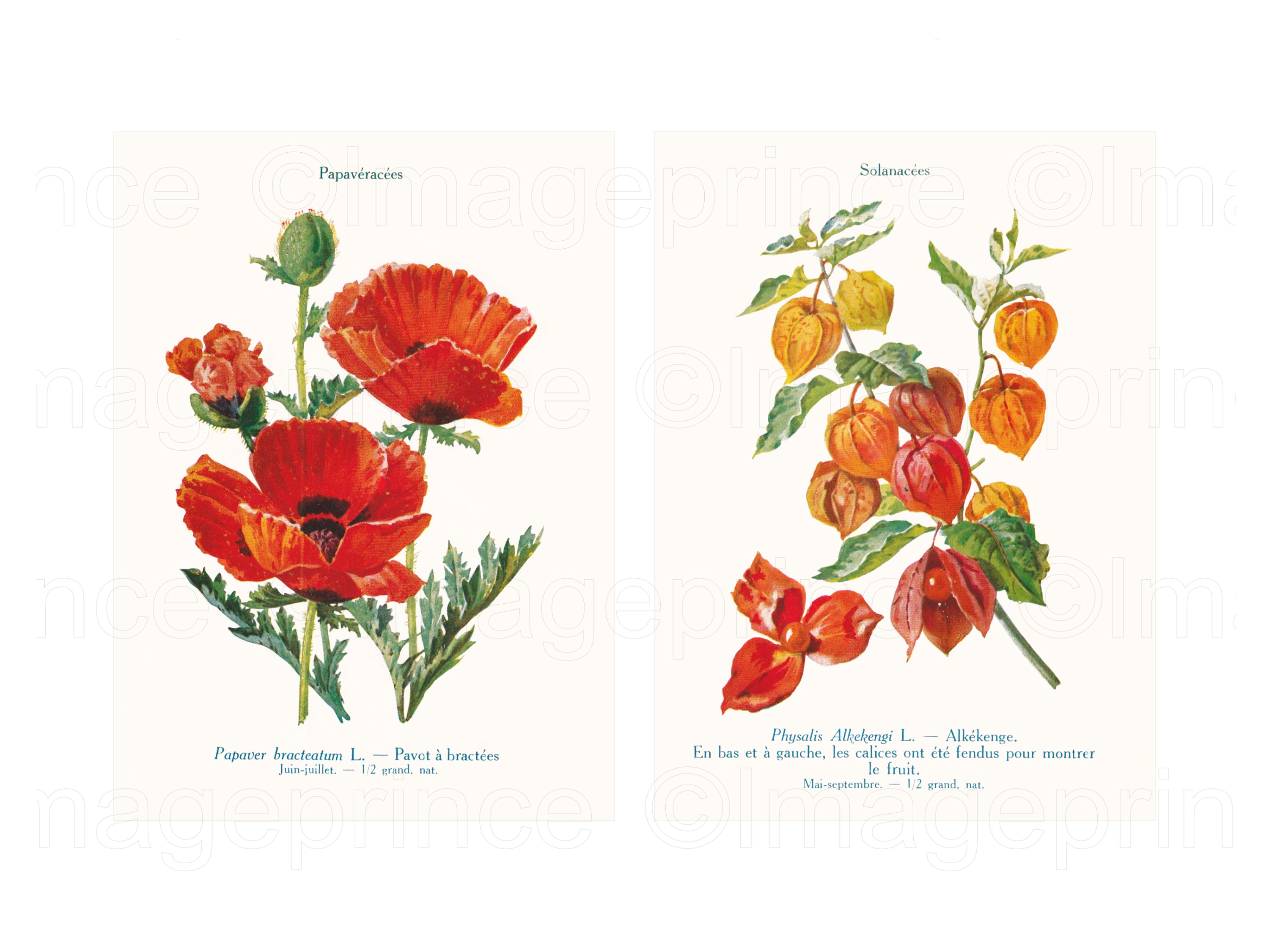 Ilustraciones de flores antiguas, páginas botánicas imprimibles, descarga  digital con amapolas, physalis, anémonas, margaritas, etc. - Etsy México, image size:3000x2250