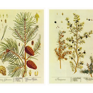 Puede incluir: Una ilustración botánica vintage de dos tipos de árboles de hoja perenne. La primera imagen muestra un pino con agujas verdes y conos marrones. La segunda imagen muestra un enebro con agujas verdes y bayas de color azul oscuro. El texto "Pinus sylvestris" y "Juniperus" está impreso debajo de cada imagen.