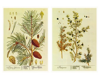 Fall decor, Pine tree botanical print wall art, Set of 2, Scots Pine and Juniper, Instant Download