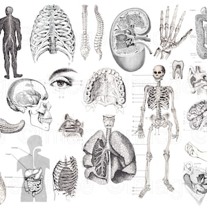 Clipart de anatomía vintage con esqueleto, cráneo, corazón, cerebro, etc., Descarga instantánea para Scrapbooking digital, Collage