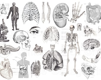 Vintage anatomy clipart with skeleton, skull, heart, brain, etc, Instant Download for Digital Scrapbooking, Collage