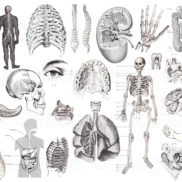 Vintage anatomy clipart with skeleton, skull, heart, brain, etc, Instant Download for Digital Scrapbooking, Collage