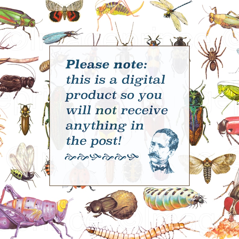Junk Journal Collage Instant Download for Digital Scrapbooking Vintage Insect clipart