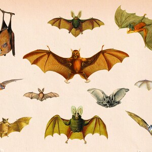 Bat Clipart, Antique Illustrations, 11 Bat PNG Files, Vintage Halloween Clipart, Instant Download for Digital Scrapbooking, Collage, etc