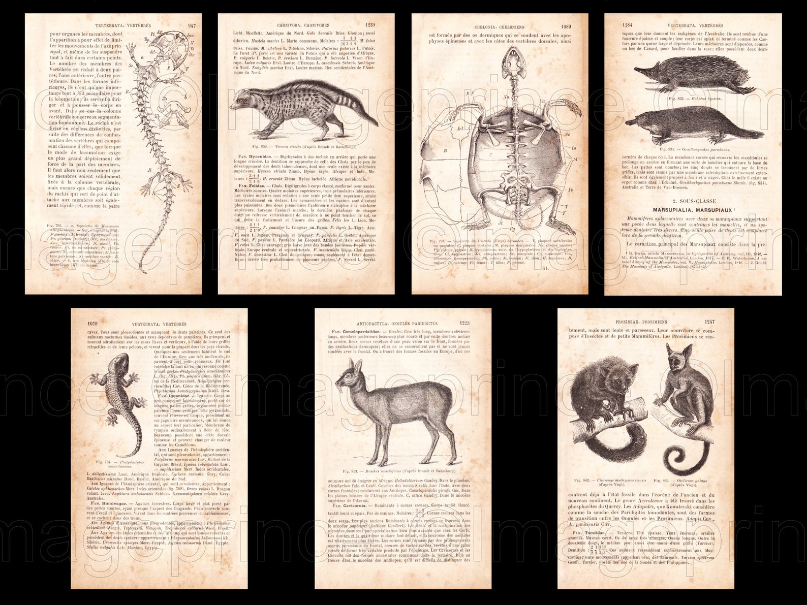 Biology Book Pages, Vintage Anatomy, Digital Jpgs, Antique French Zoology Ephemera From 1800s ...